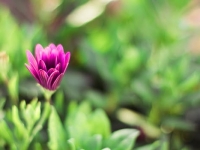 2020年八字辛巳月运势(2020年5月20日-6月4日)