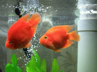 风水鱼养几条好旺财?