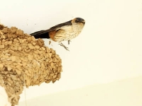 燕子筑巢与住宅风水