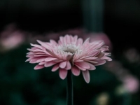 风水布局之困：厕所位置关乎家庭运势与变数