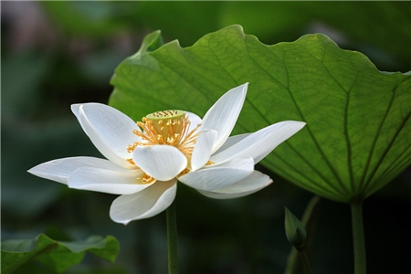 被误解的善良星座：白羊巨蟹双鱼实为真圣母