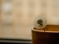 未时出生之人命理揭秘：性格与运势全解析