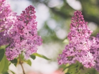 巳时出生性格与命运解析