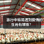 旅行中容易遇到爱情的生肖有哪些？（图1）