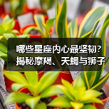 哪些星座内心最坚韧?揭秘摩羯、天蝎与狮子的强韧力量(图4) 哪些星座内心最坚韧?揭秘摩羯、天蝎与狮子的强韧力量(图4)