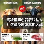 高冷星座恋爱后超黏人？这些反差萌真相太戳人！（图3）