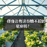 你身边有这些输不起的星座吗?(图2) 你身边有这些输不起的星座吗?(图2)